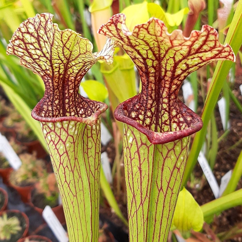 leucophylla x oreophila (SG)