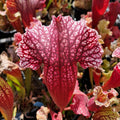 x mitchelliana ("Belly of Blood" x HCW F) Sammlerstück