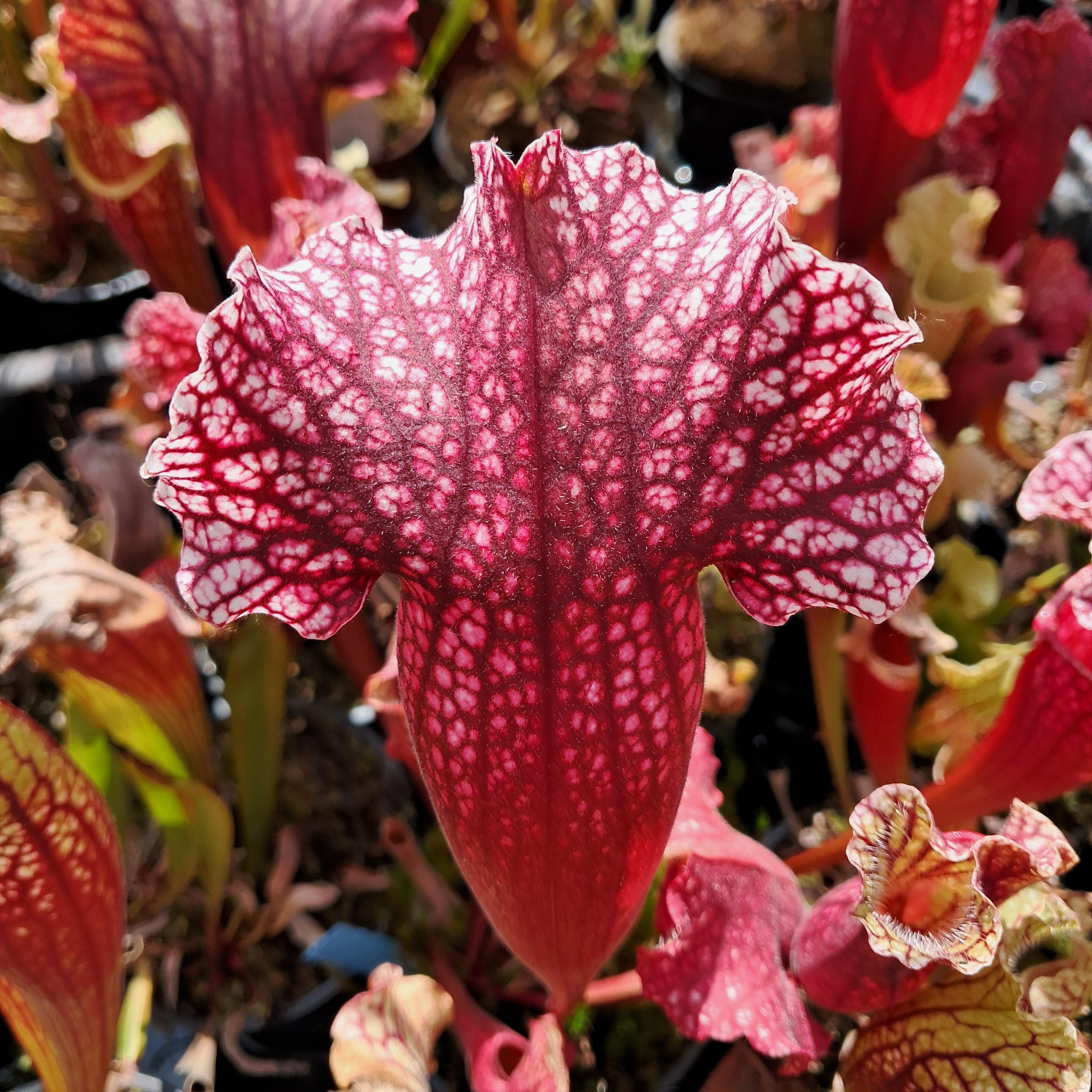 x mitchelliana ("Belly of Blood" x HCW F) Sammlerstück