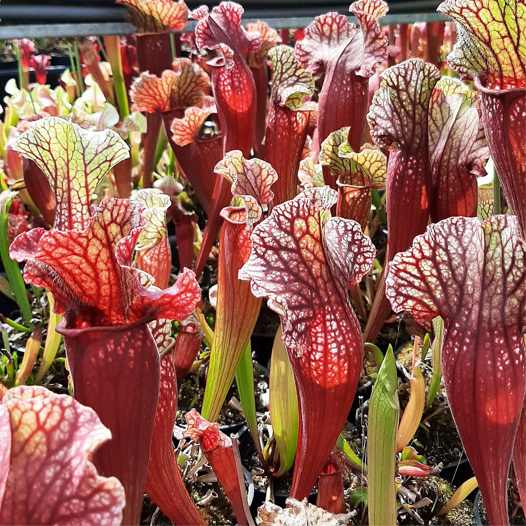 x mitchelliana ("Belly of Blood" x HCW F) Sammlerstück