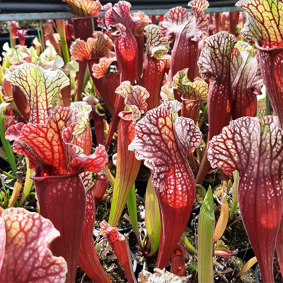 x mitchelliana ("Belly of Blood" x HCW F) Sammlerstück