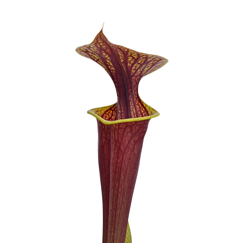 var. rubricorpora, stark geadert, roter Deckel