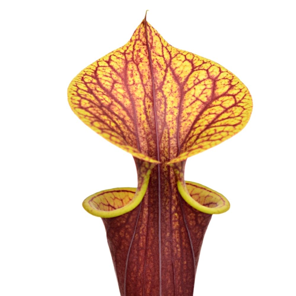 var. rubricorpora, stark geadert, roter Deckel