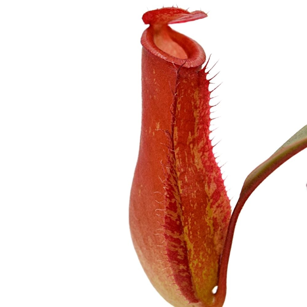 Nepenthes "Bloody Mary"