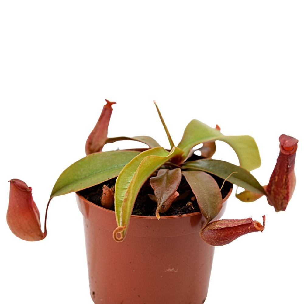 Nepenthes "Bloody Mary"