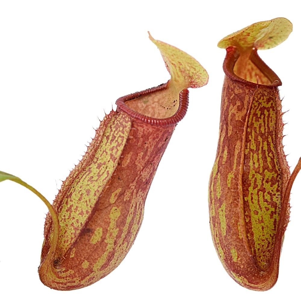 Nepenthes „Gaya“