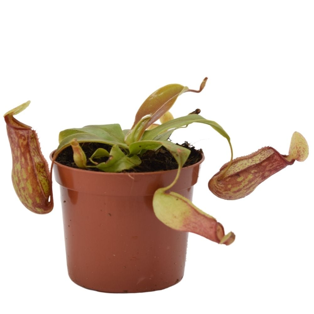 Nepenthes „Gaya“