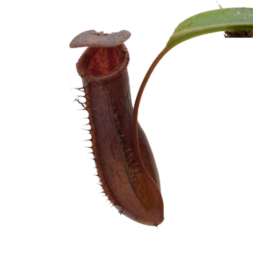 Nepenthes lowii x ventricosa