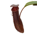 Nepenthes lowii x ventricosa