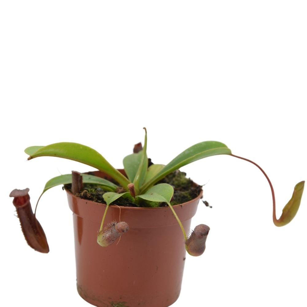 Nepenthes lowii x ventricosa