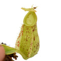 Nepenthes x hookeriana