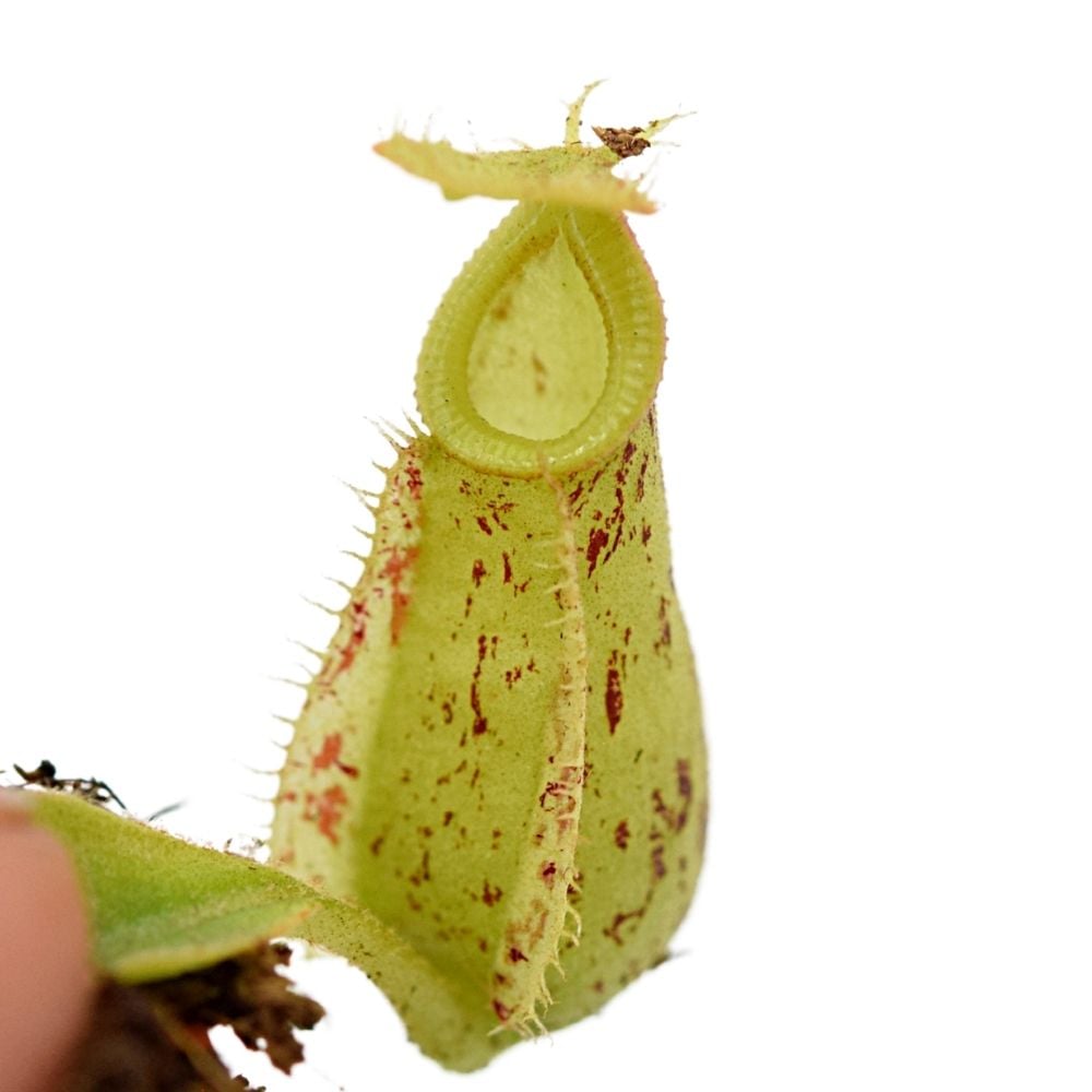 Nepenthes x hookeriana