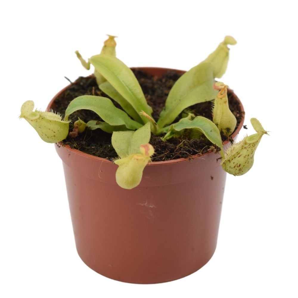 Nepenthes x hookeriana
