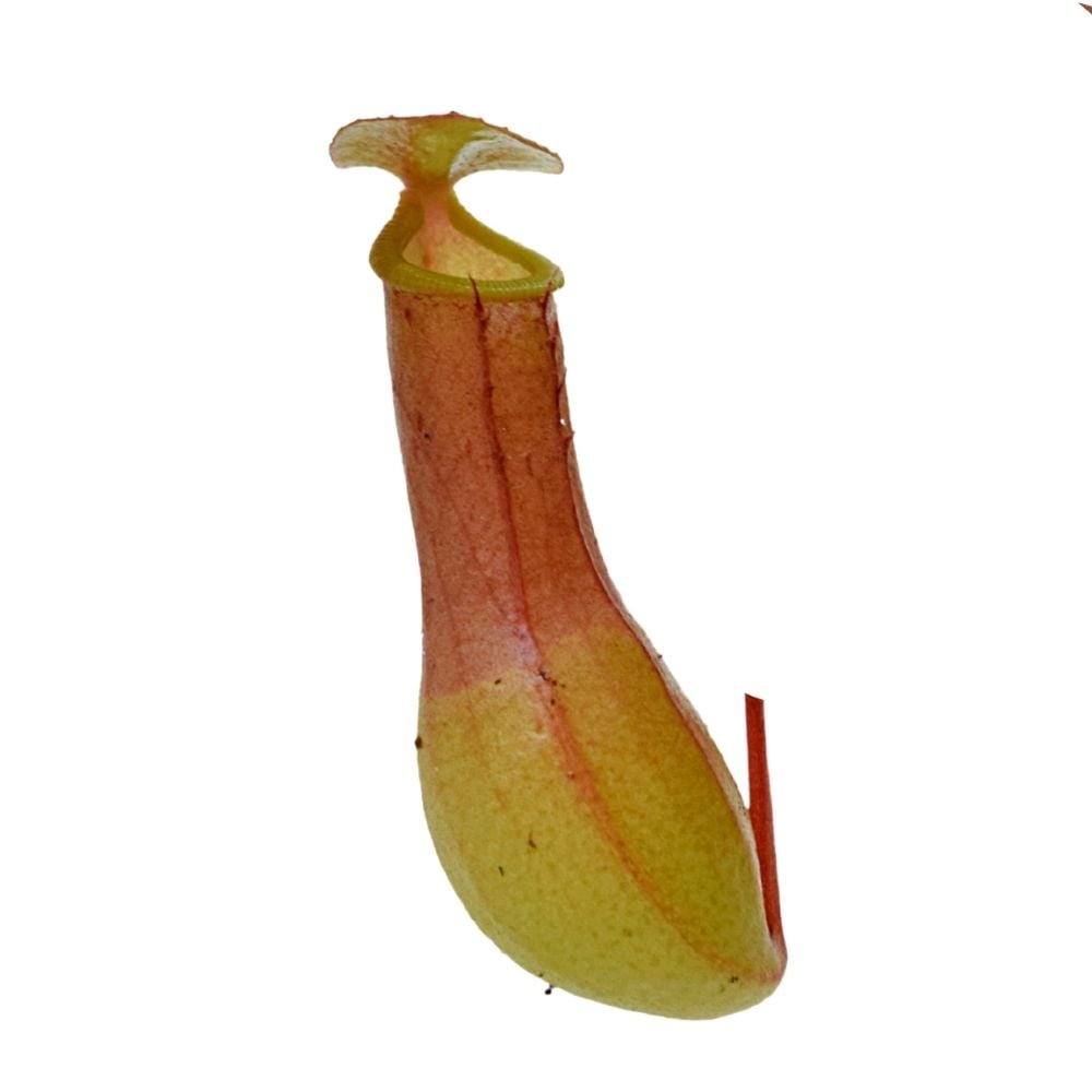 Nepenthes x Ventrata