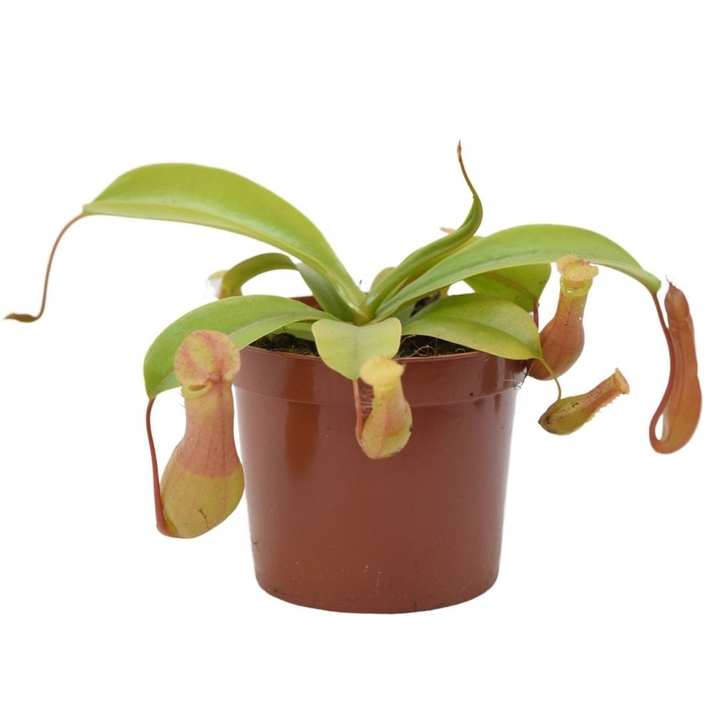 Nepenthes x Ventrata