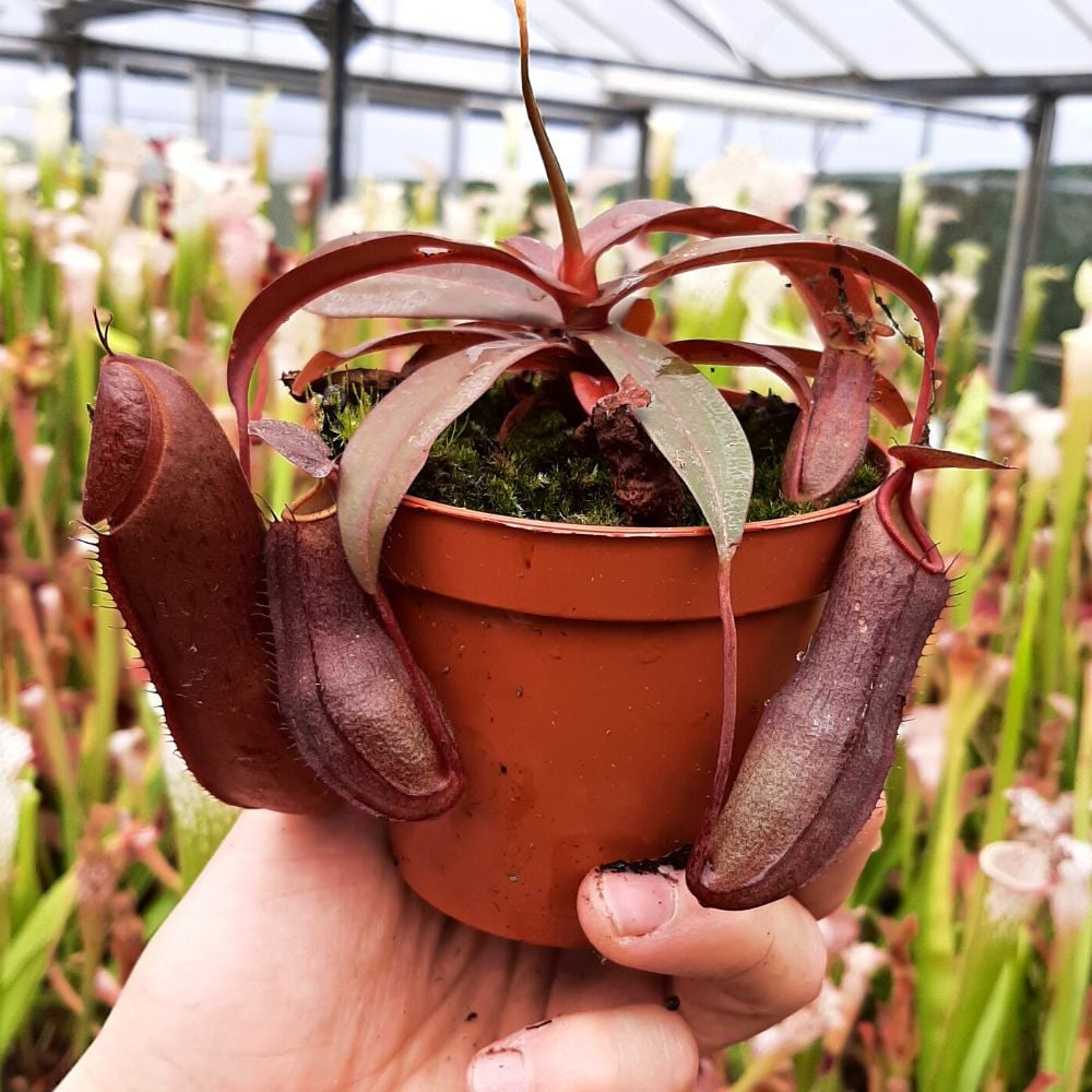 Nepenthes "Rebecca Soper"