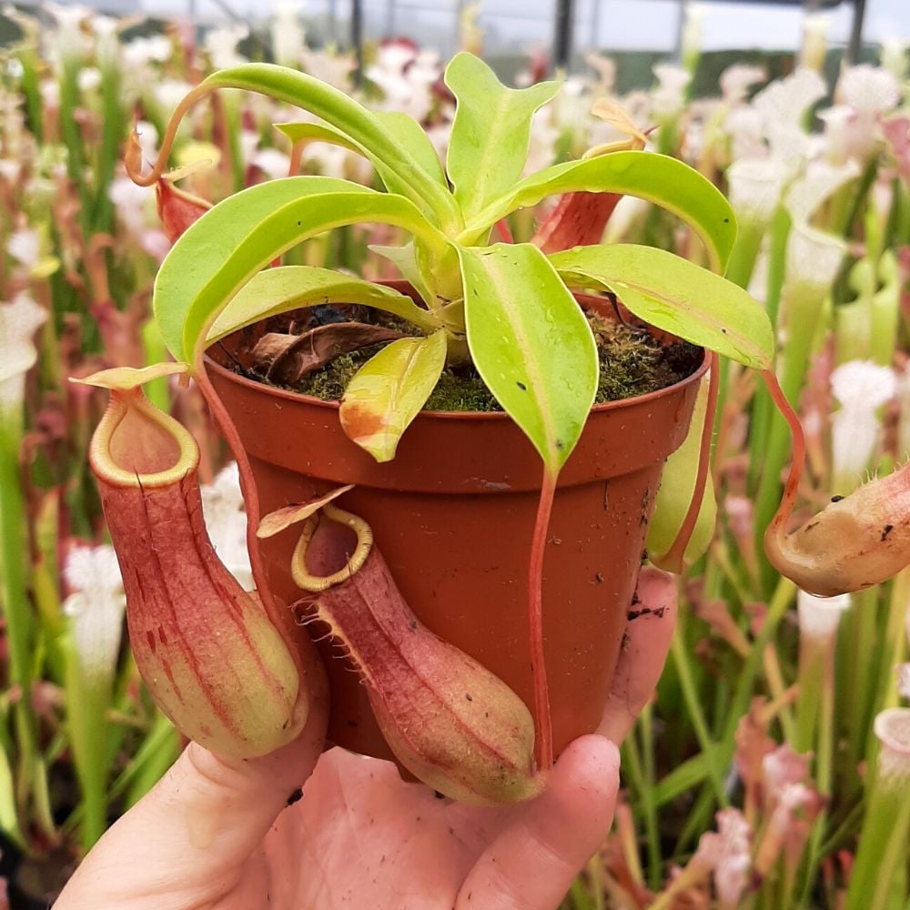 Nepenthes x Ventrata