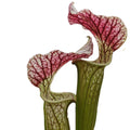 S. x areolata "Trinita'