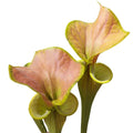 var. cuprea „Coppertop“