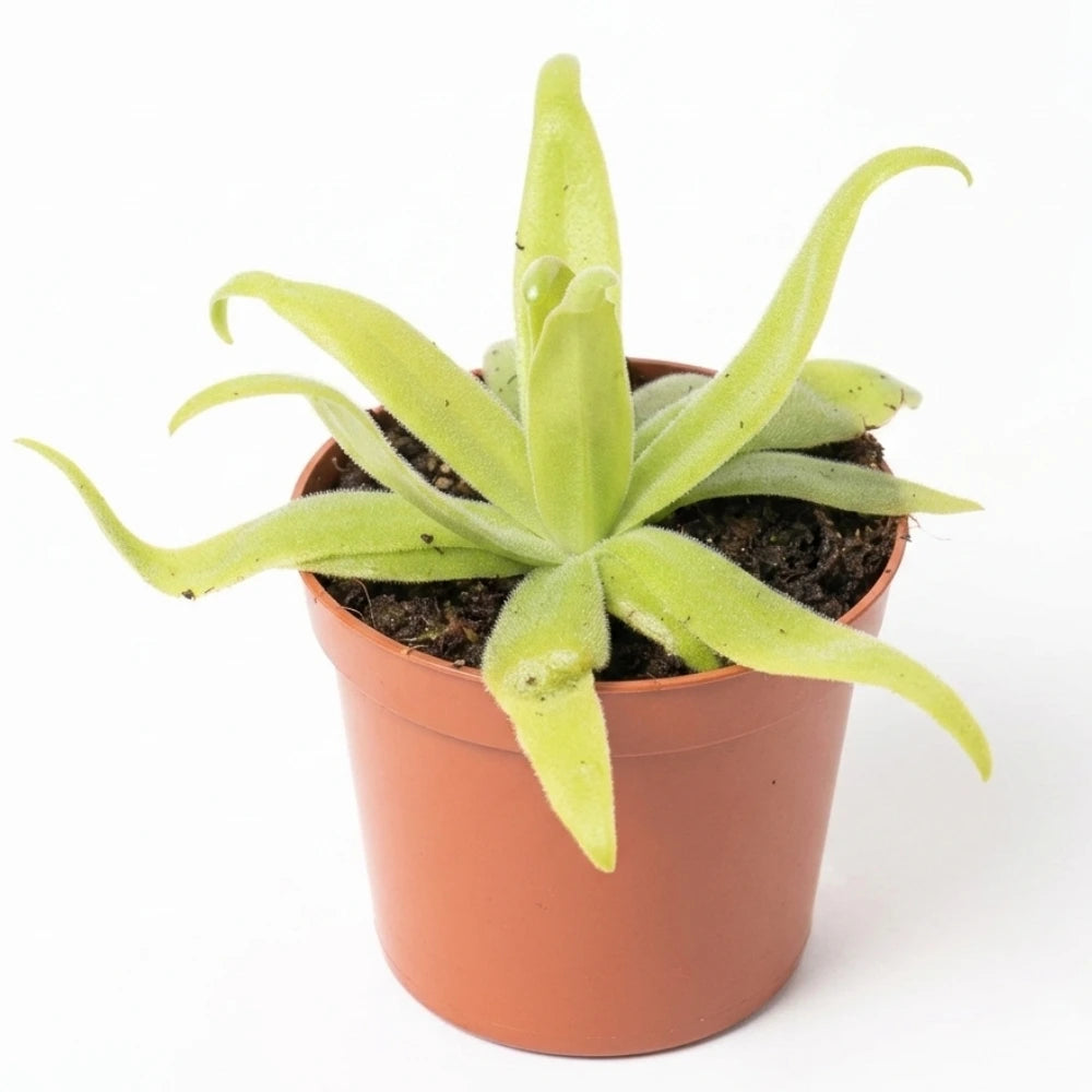 Pinguicula aphrodite in bruin kweekpotje
