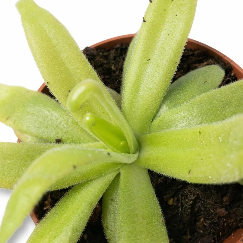 Pinguicula aphrodite close-up