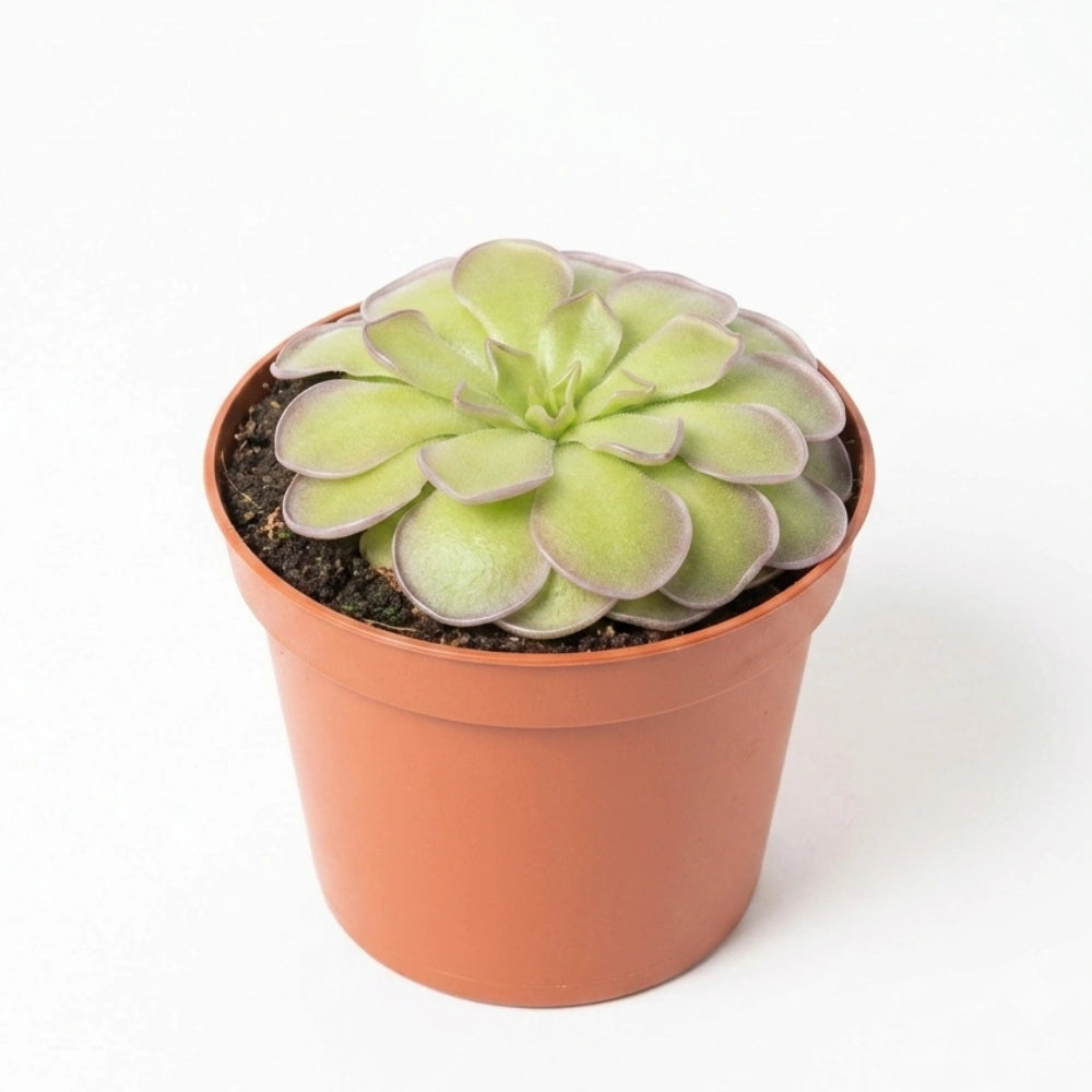 Pinguicula cyclosecta in bruin kweekpotje