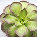 Pinguicula cyclosecta close-up