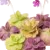 Pinguicula