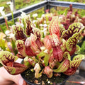 purpurea ssp. purpurea x ssp. venosa var. montana