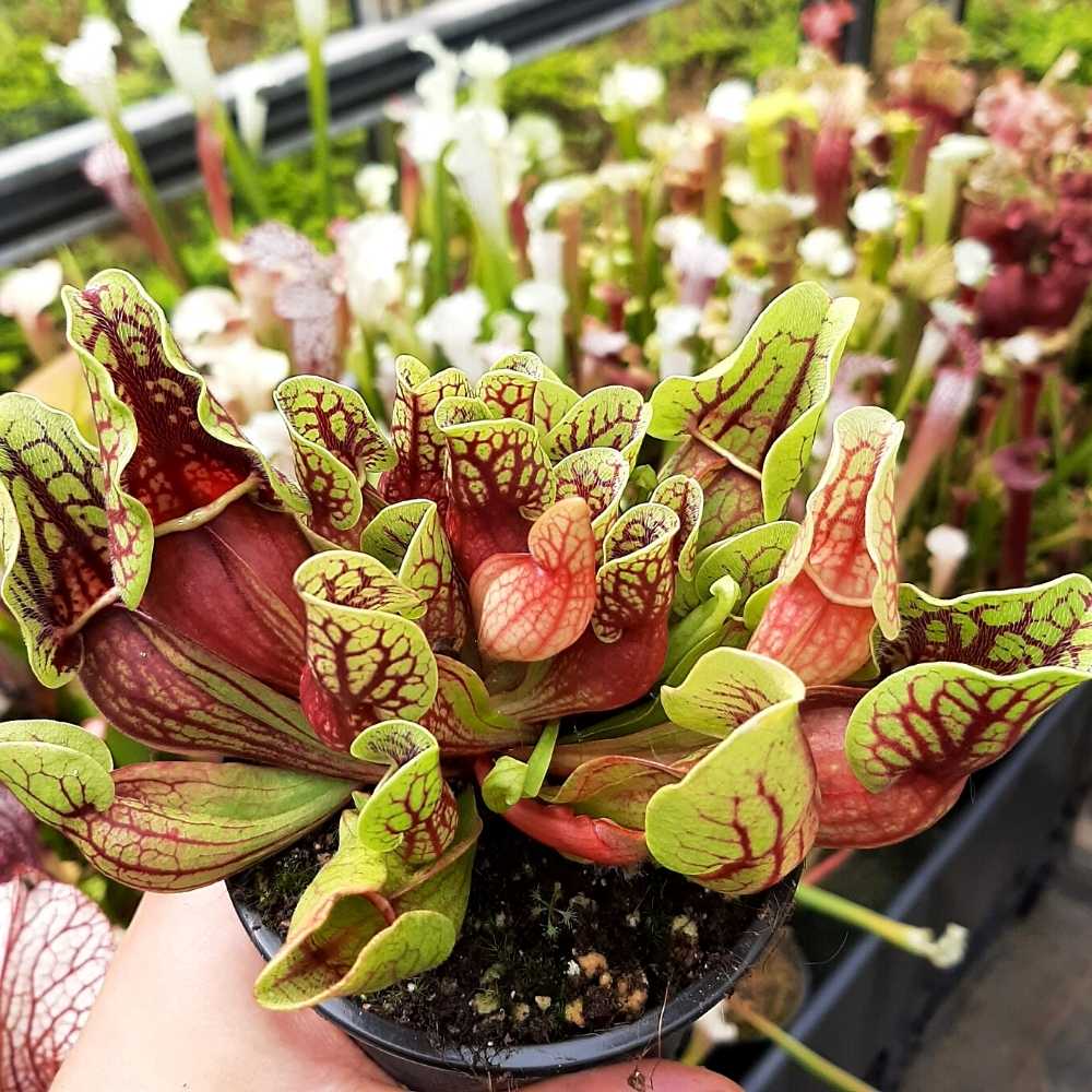 purpurea ssp. purpurea x ssp. venosa var. montana