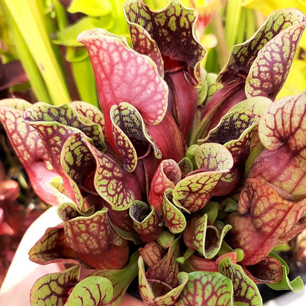 purpurea ssp. purpurea x ssp. venosa var. montana