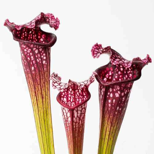 S. 'Bella'