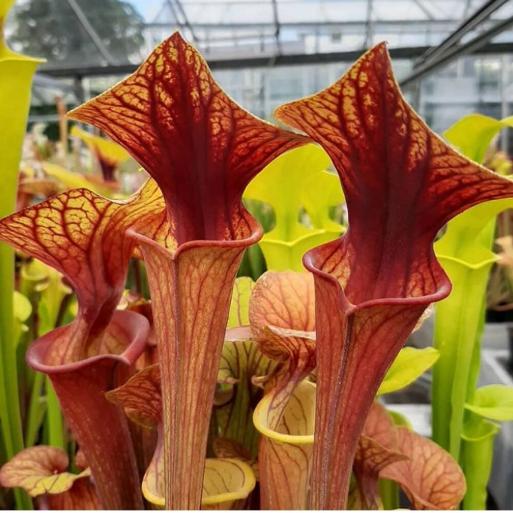 var. ornata, Wewahitchka,FL W,(F99,JA), Very strong throat patch