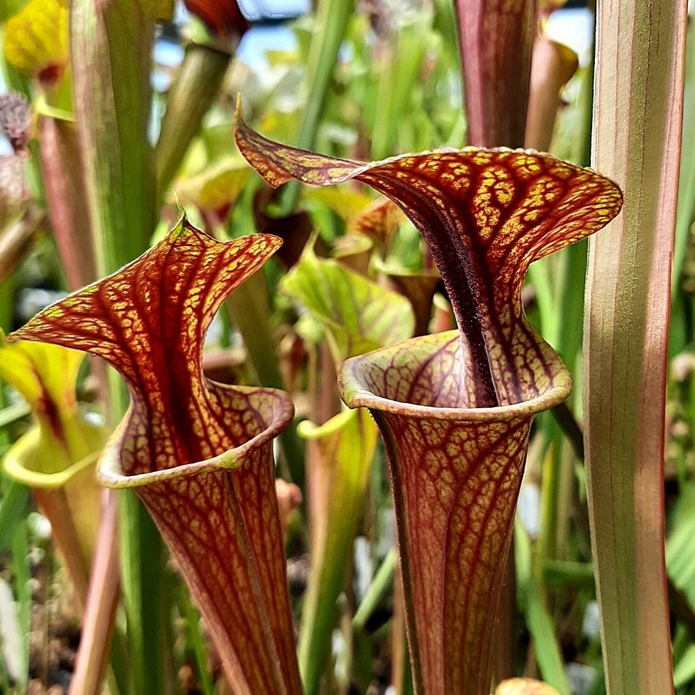 var. rubricorpora, stark geadert, roter Deckel