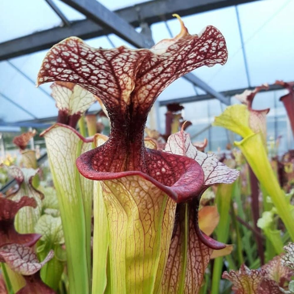 x moorei 'Adrian Slack'