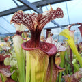 x moorei 'Adrian Slack'