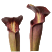 S. alata