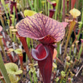 var. rubricorpora (KD-F107A)