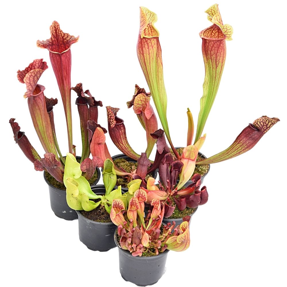 Paket Sarracenia winterhart groß