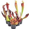 Paket Sarracenia winterhart groß