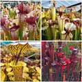 Sarracenia Collector's Value Pack: 4 different plants