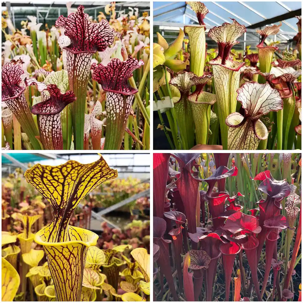 Sarracenia Collector's Value Pack: 4 different plants