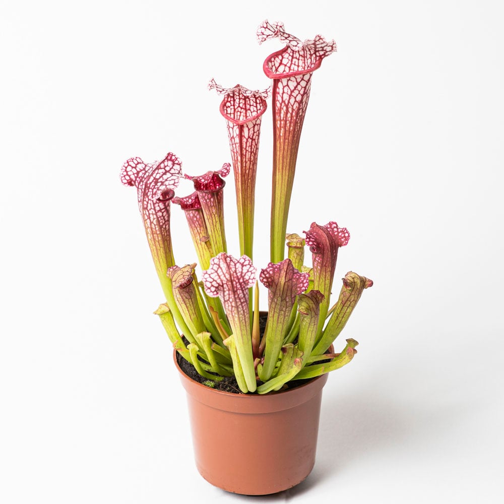 S. 'Bella'