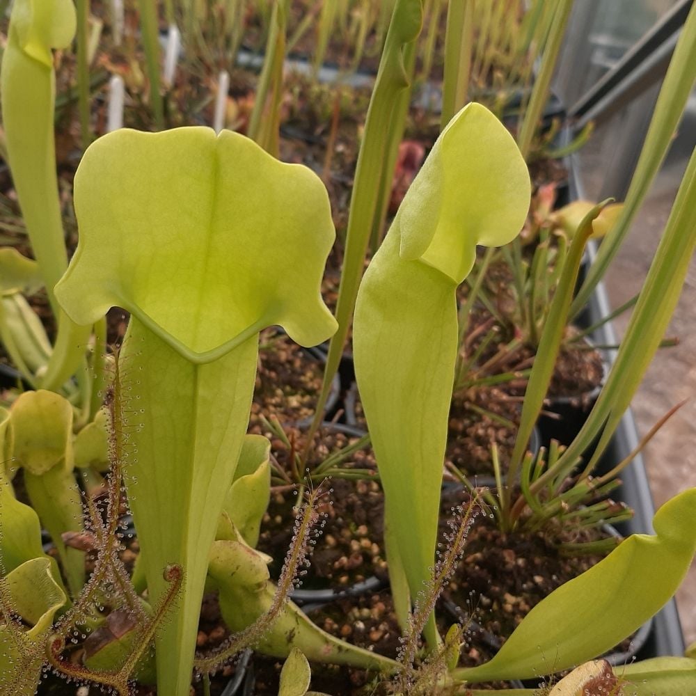 catesbaei AF x rosea f. luteola