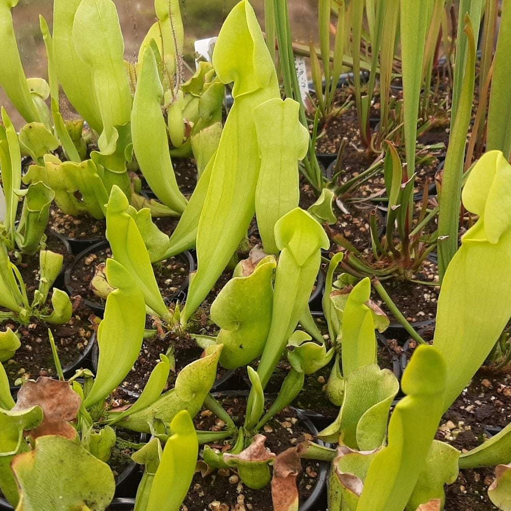 catesbaei AF x rosea f. luteola