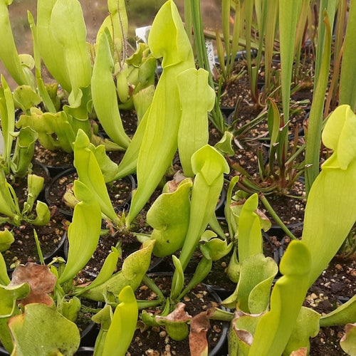 catesbaei AF x rosea f. luteola
