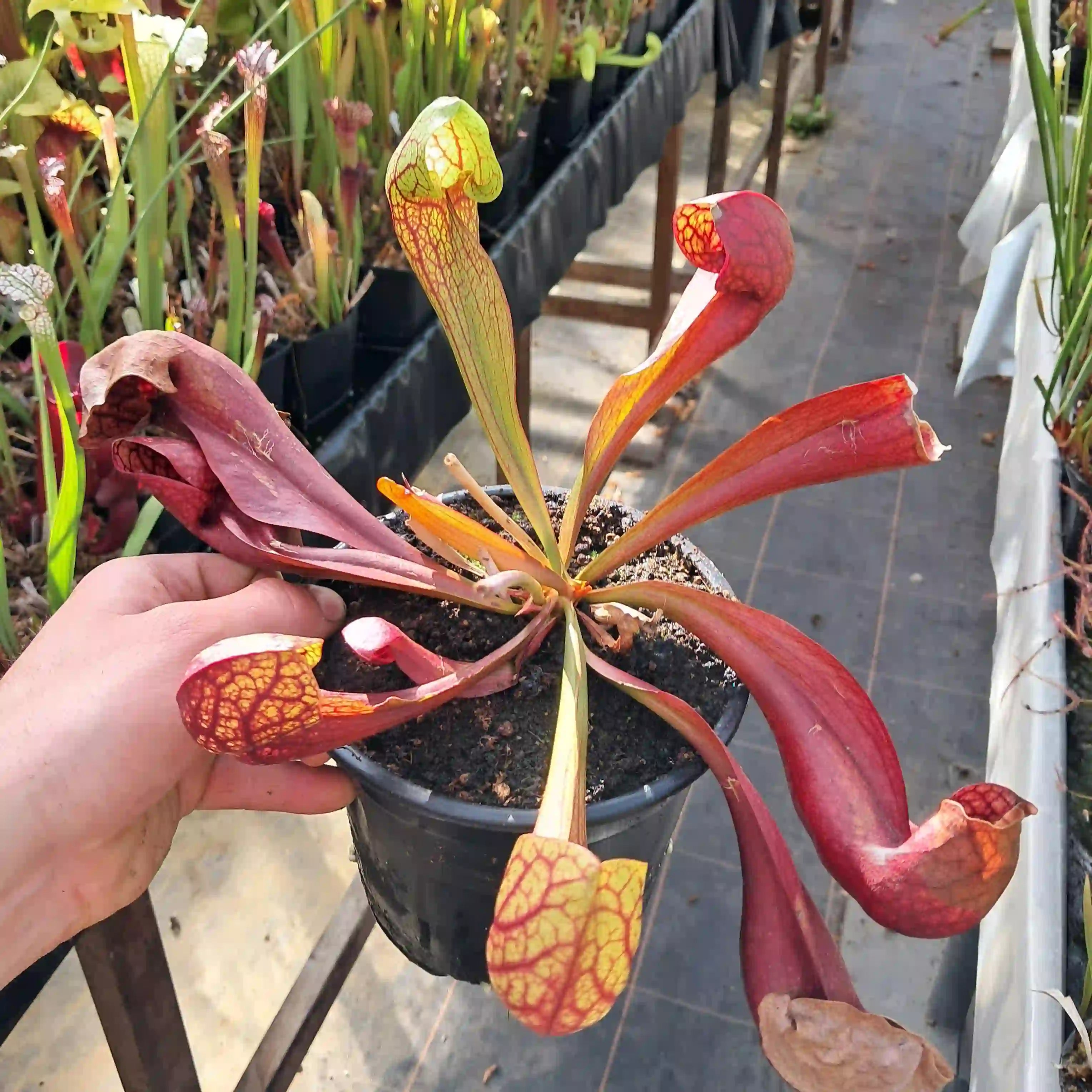 Sarracenia x courtii in pot