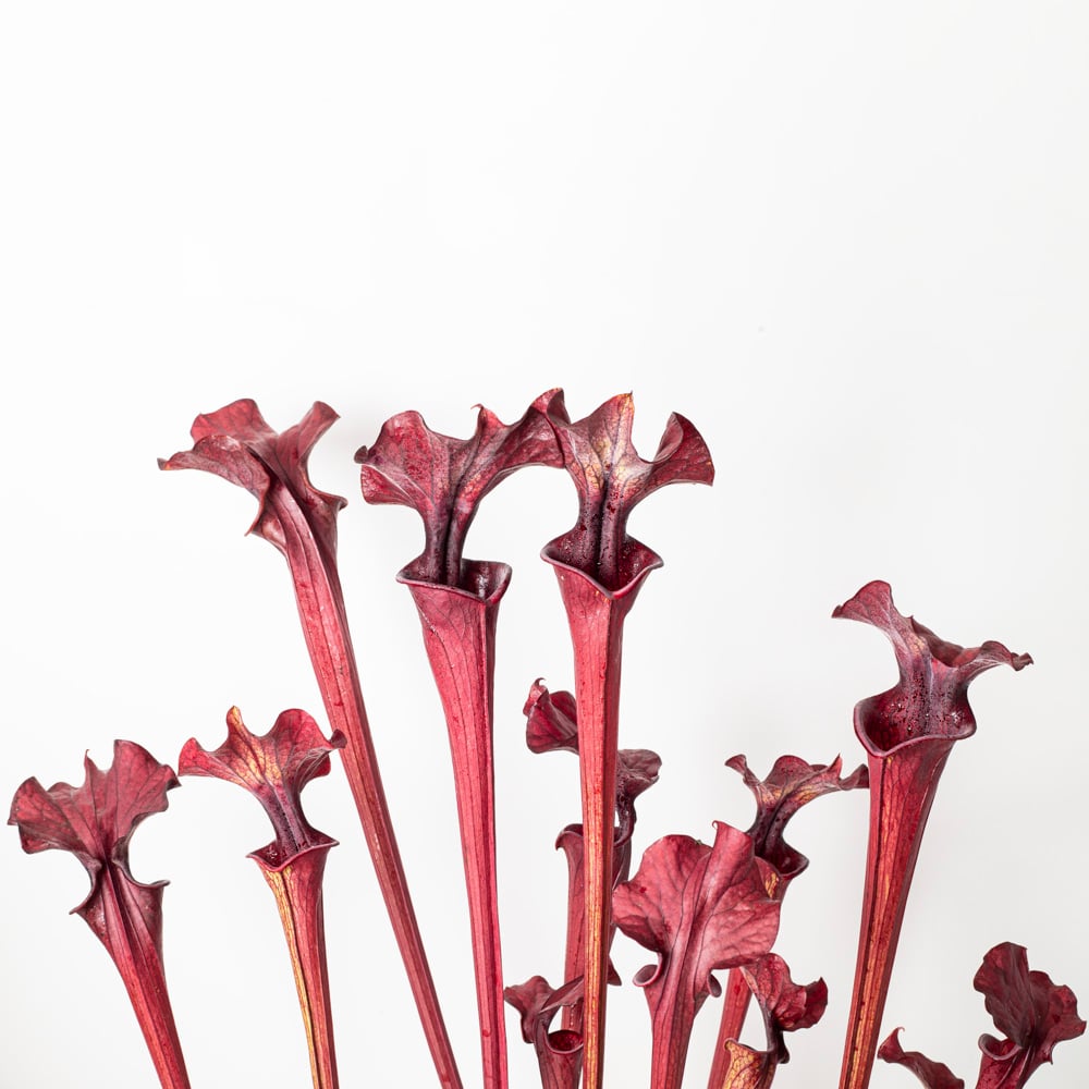 Sarracenia „Crimson Wave“