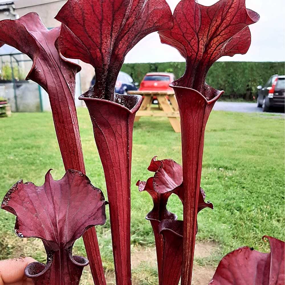 Sarracenia „Crimson Wave“