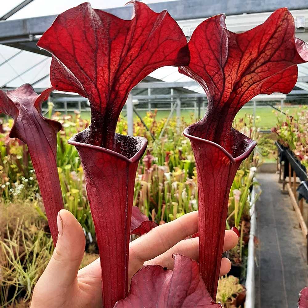 Sarracenia „Crimson Wave“
